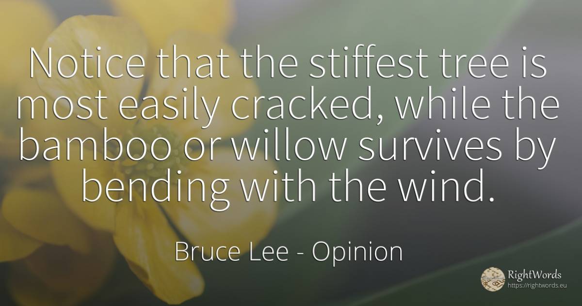 Notice that the stiffest tree is most easily cracked, ... - Bruce Lee, quote about opinion